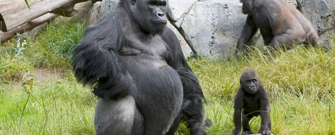 How Long Do Gorillas Live In Captivity Best 10 Gorilla Trekking Tours