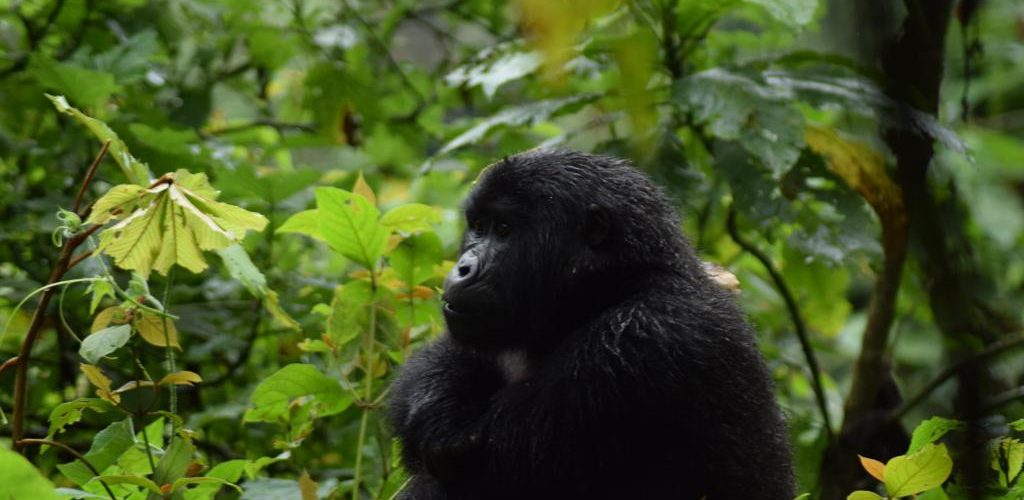 Gorilla Tracking in Uganda