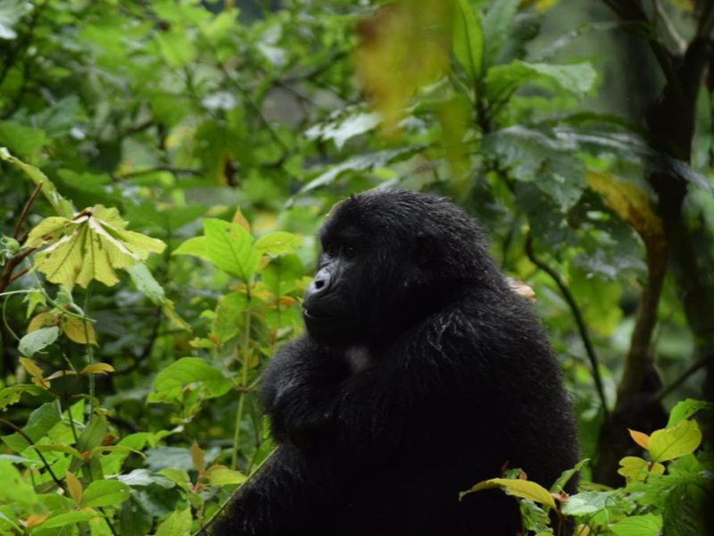 Gorilla Trekking from Tanzania