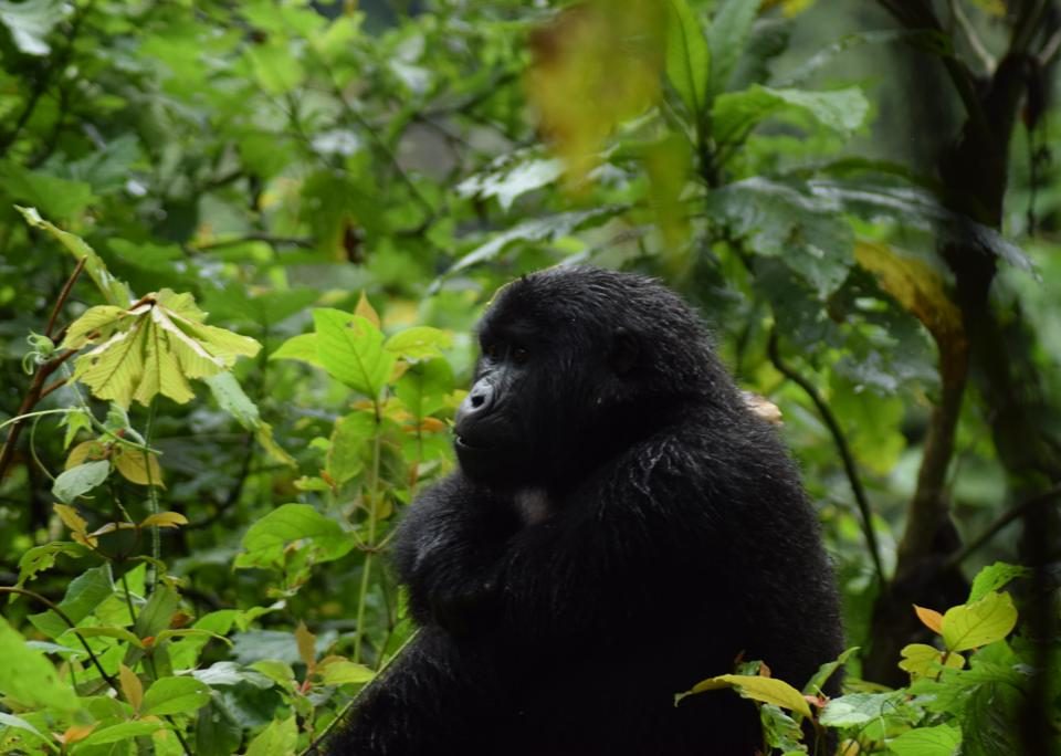 Gorilla Trekking from Tanzania