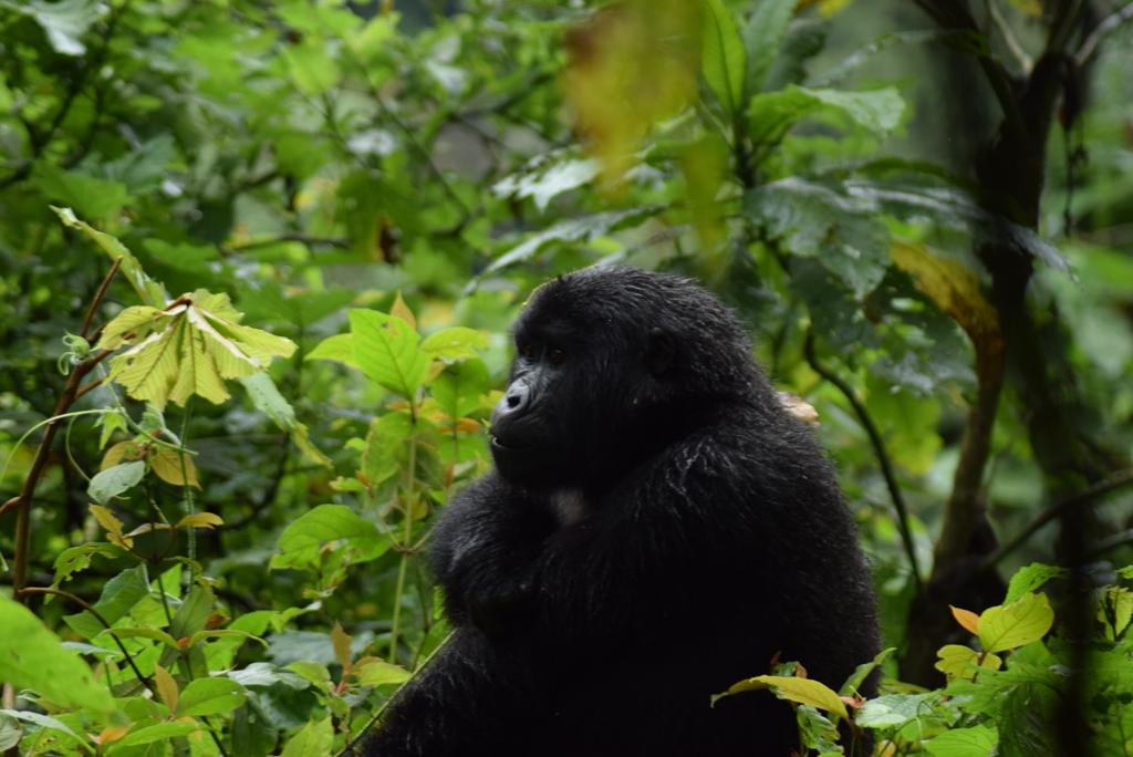 Uganda Gorilla Safari - Gorilla highlands Uganda