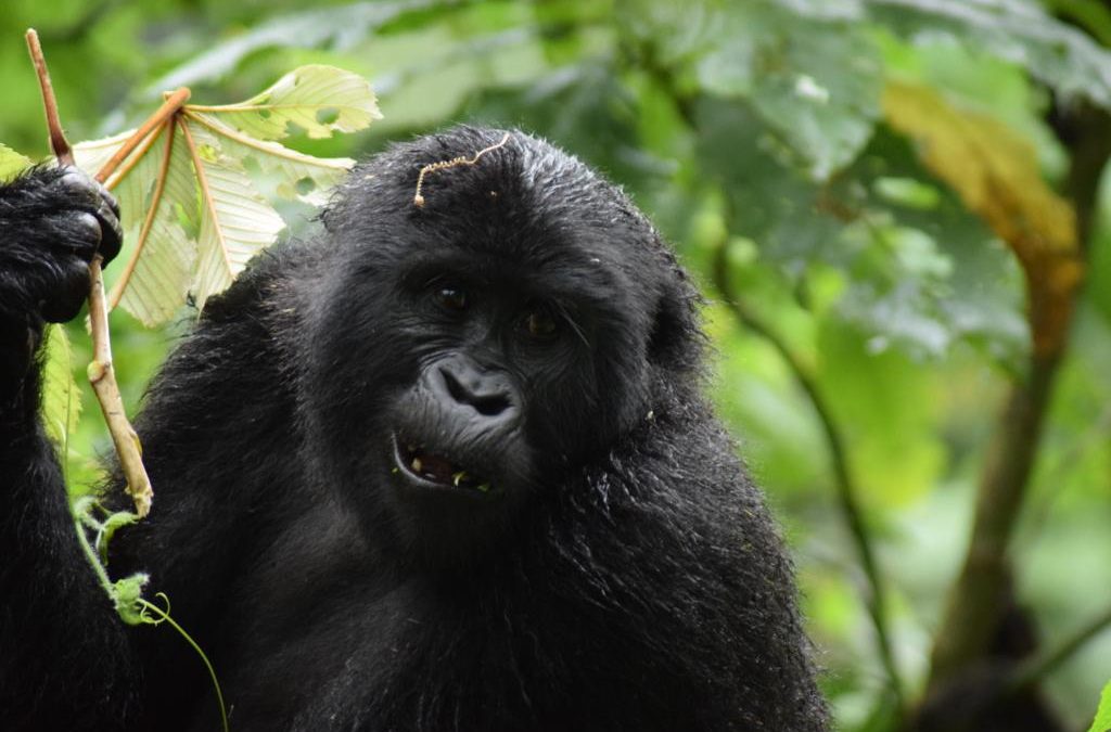 Gorilla trekking permits for 2023