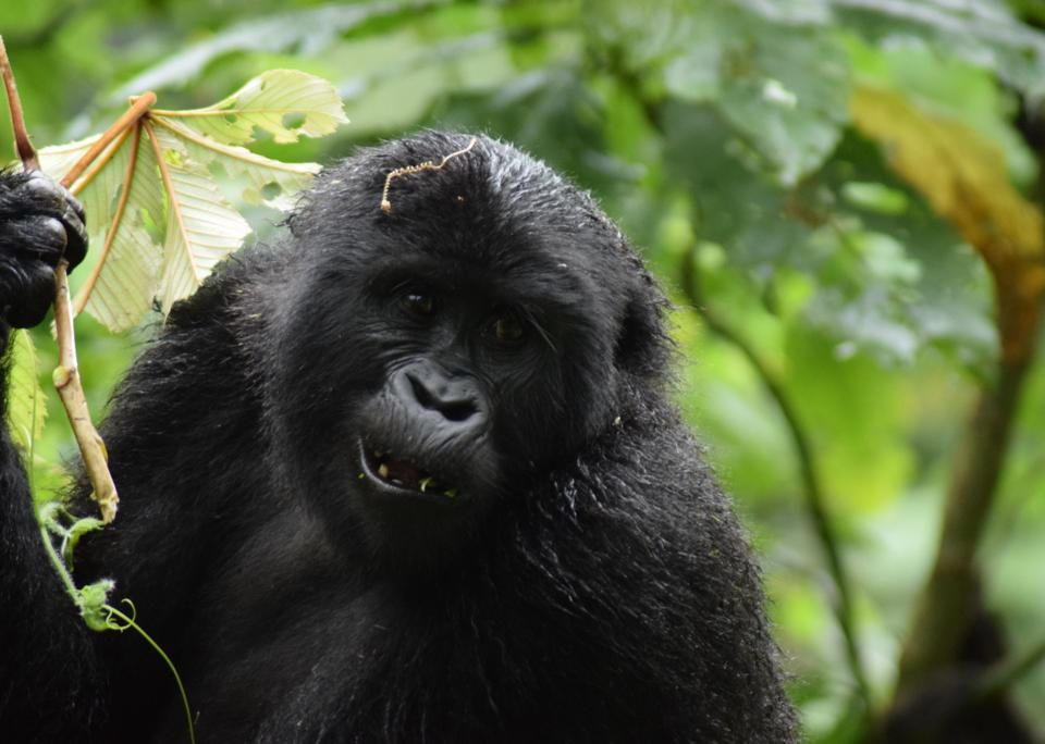 Gorilla trekking permits for 2023