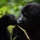 Why do Gorillas Beat their Chests?