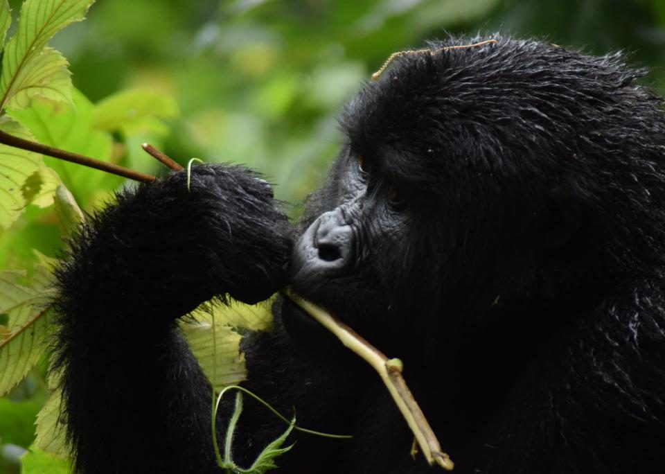 Gorilla Trekking & Big Game Viewing in Uganda
