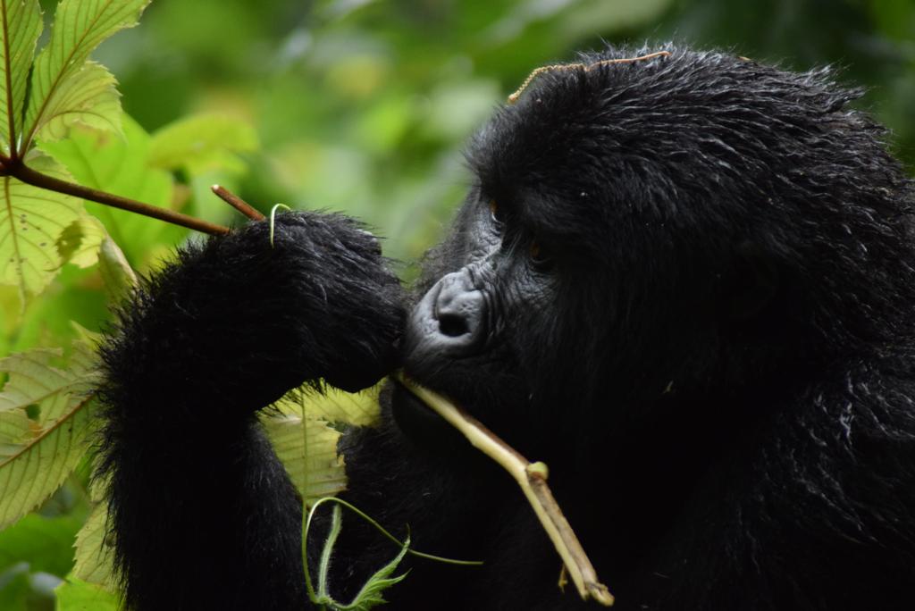 Gorilla Trekking & Big Game Viewing in Uganda
