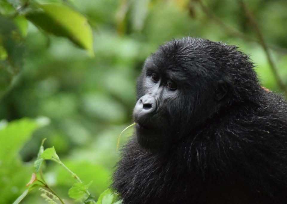 Gorilla Trekking Safari combined with Wildlife safaris