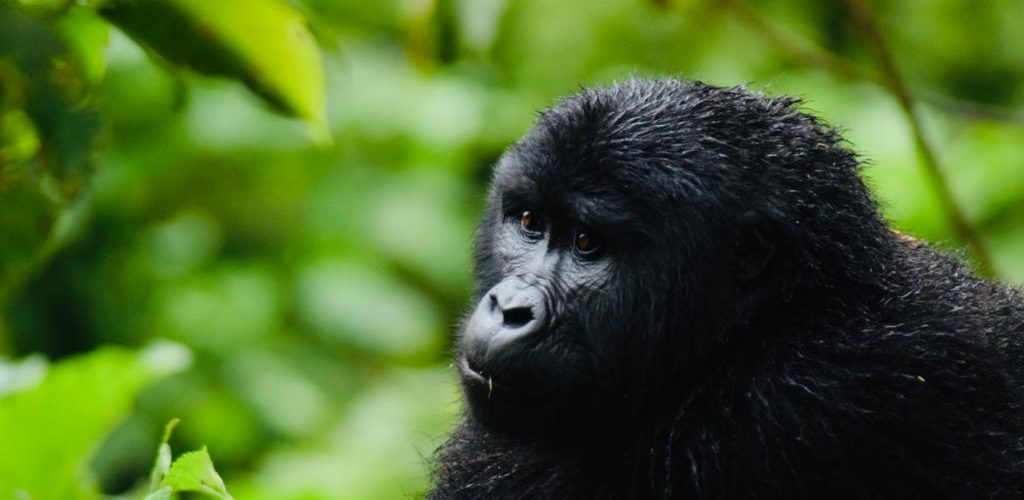 GoriEarly Bird Gorilla Trekking 2023 – 2024lla Tracking in Uganda