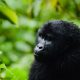 GoriEarly Bird Gorilla Trekking 2023 – 2024lla Tracking in Uganda