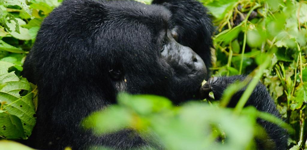 Gorilla Tracking in Uganda