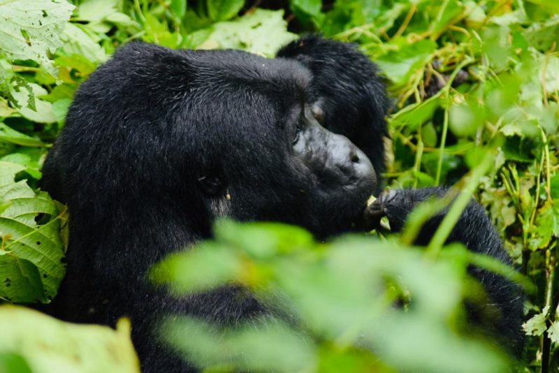 How difficult is Gorilla trekking?