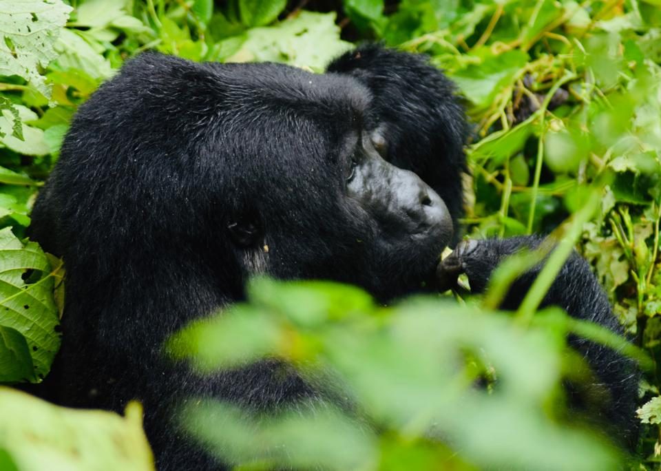 How difficult is Gorilla trekking?