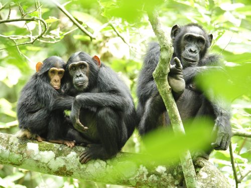 Primates Tour Uganda