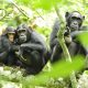 Primates Tour Uganda