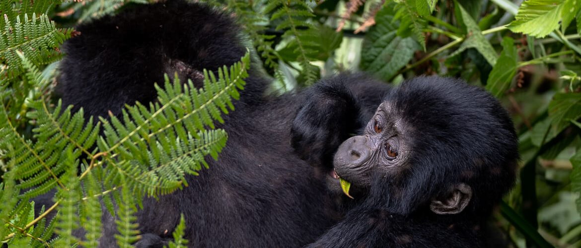 Best things to do in Mgahinga Gorilla National Park