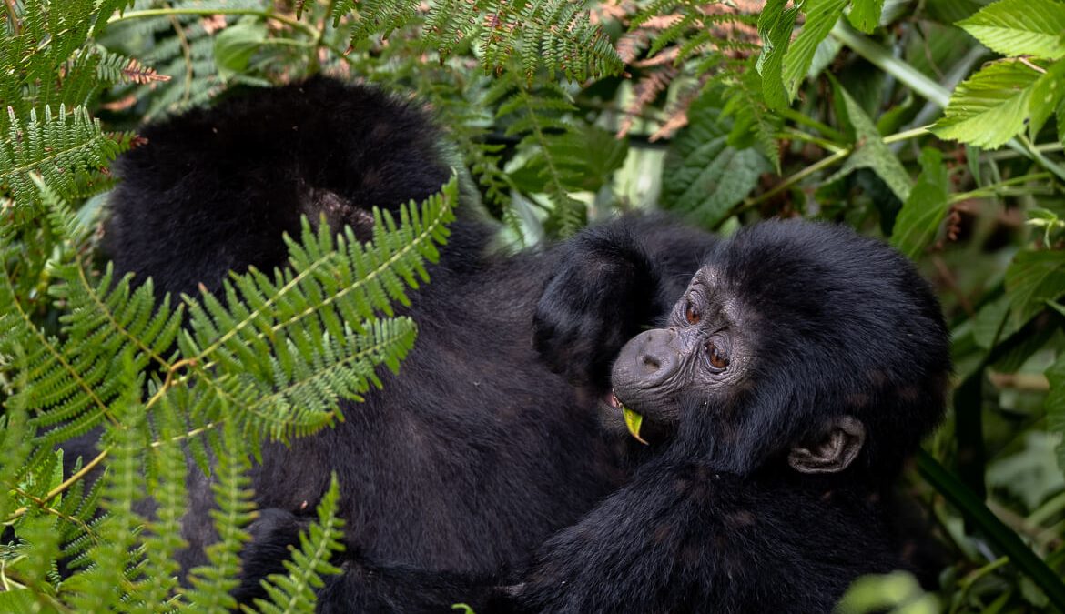 Best things to do in Mgahinga Gorilla National Park