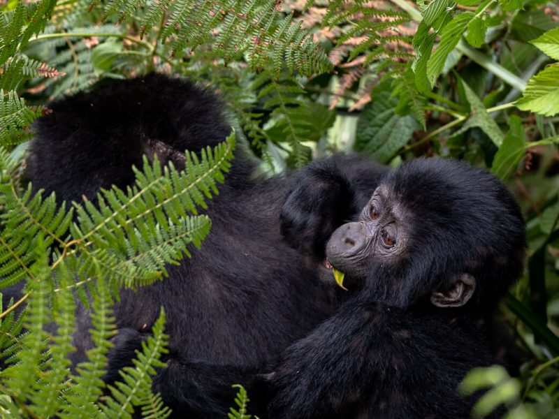 Do gorillas live in nests?