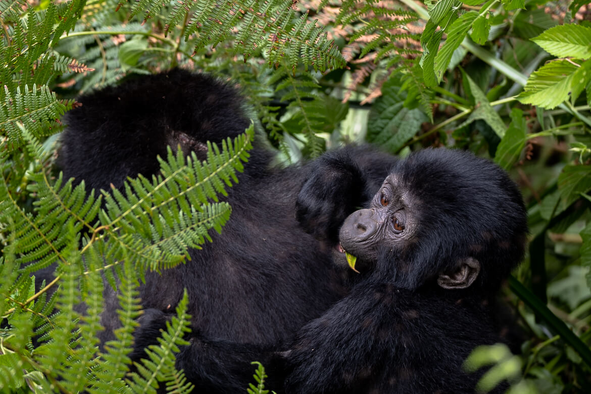 Gorilla Trekking Safaris Uganda