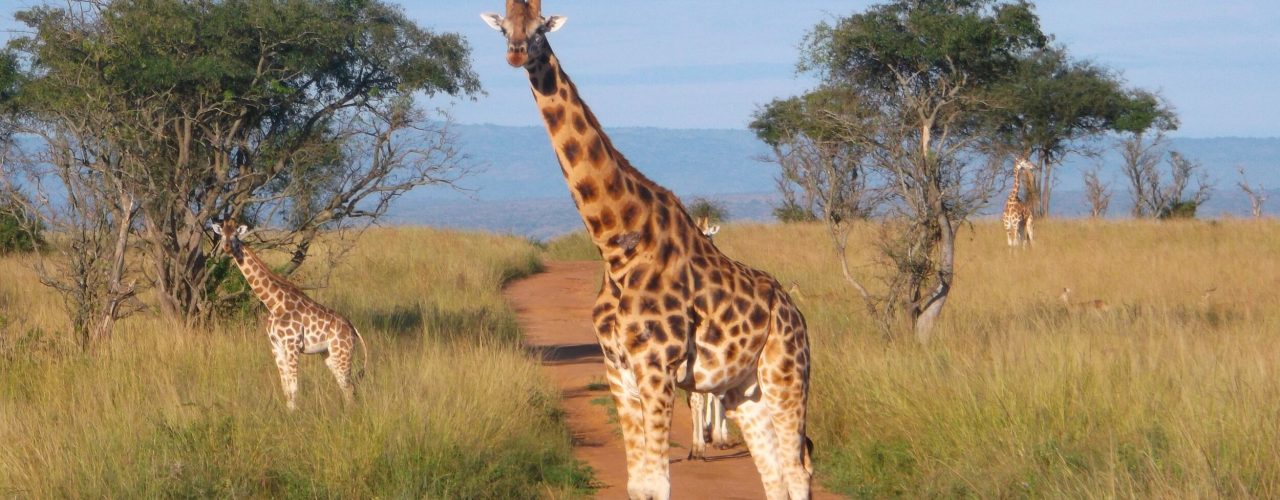 Uganda Wildlife Safari Tour