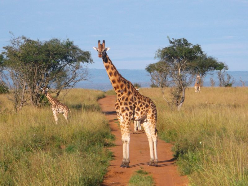 Uganda Wildlife Safari Tour