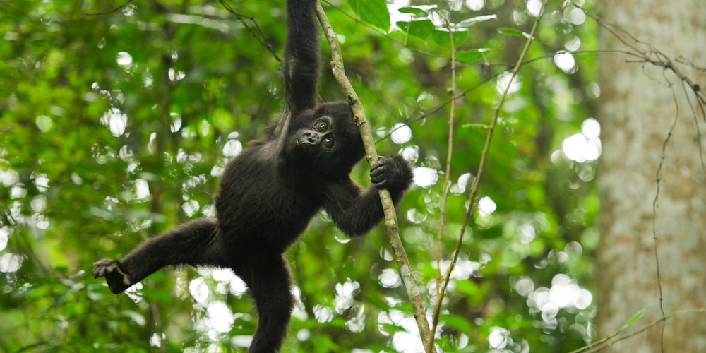 Gorilla Tracking Uganda