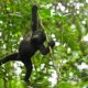 Gorilla Tracking Uganda Tour