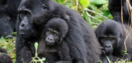 Gorilla Habituation experience in Uganda