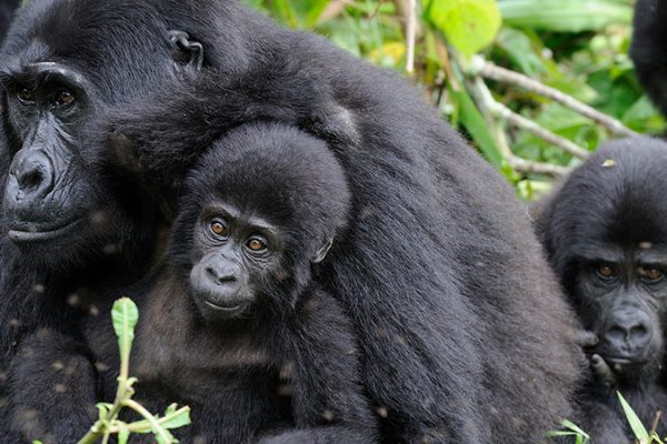 Gorilla Habituation experience in Uganda