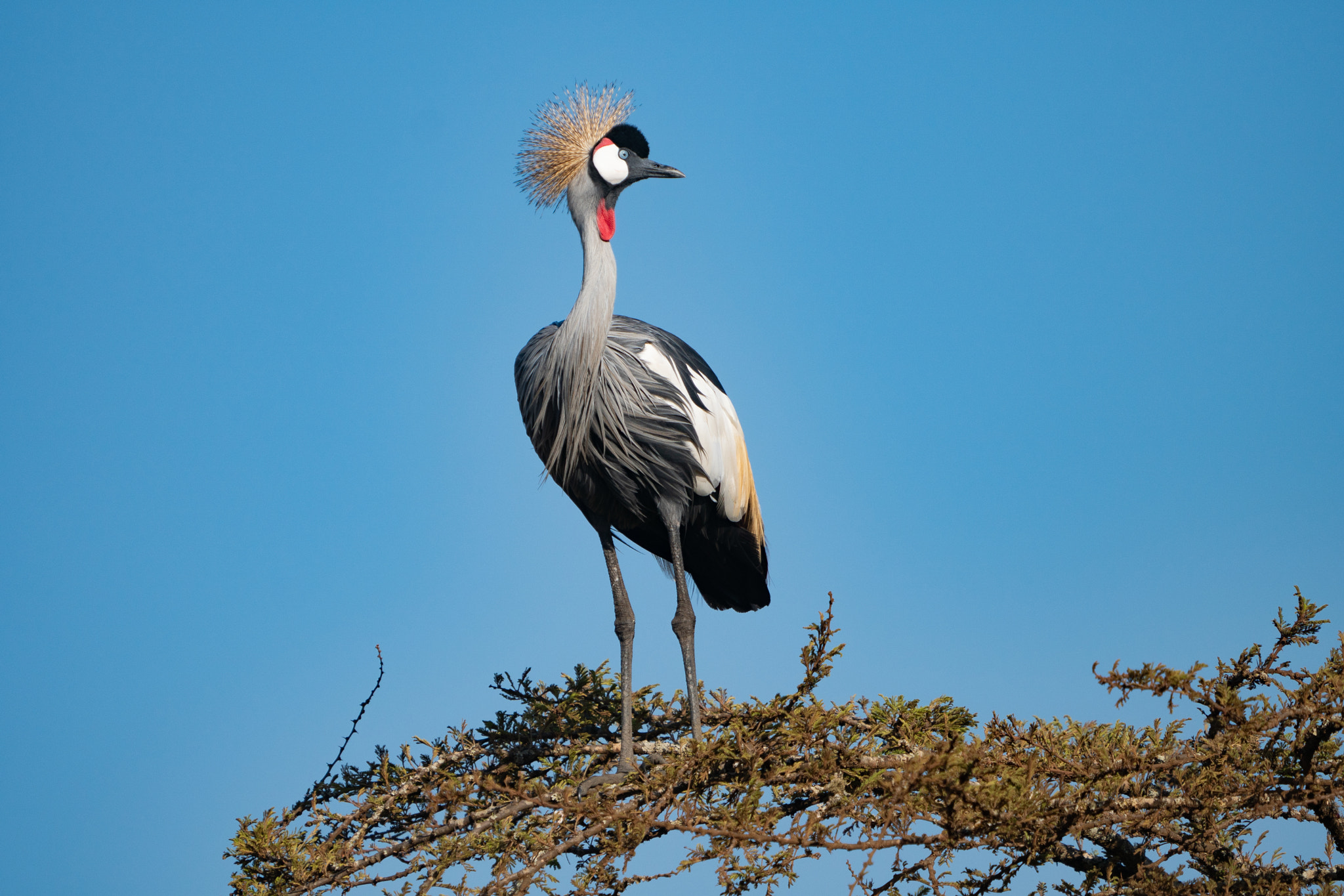 Queen Elizabeth National Park Safari
