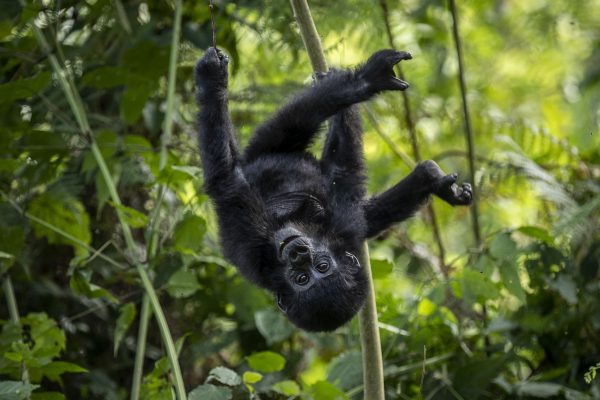 Gorilla Safari Rwanda Tour