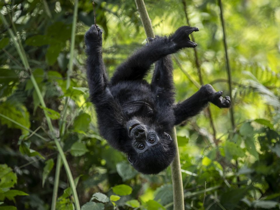 Gorilla Safari Rwanda Tour