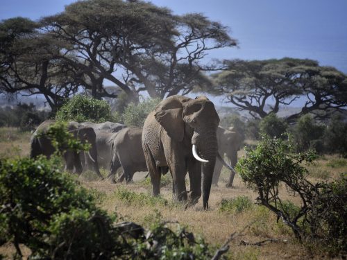 Wildlife Tour Uganda