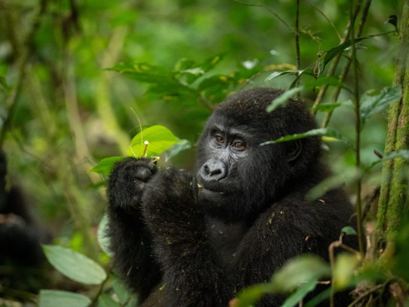 Gorilla Trekking Guidelines and Rules