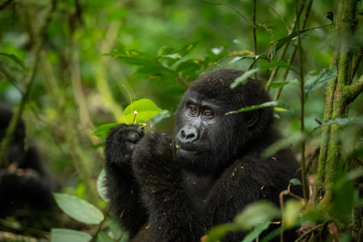 Gorilla Trekking Guidelines and Rules