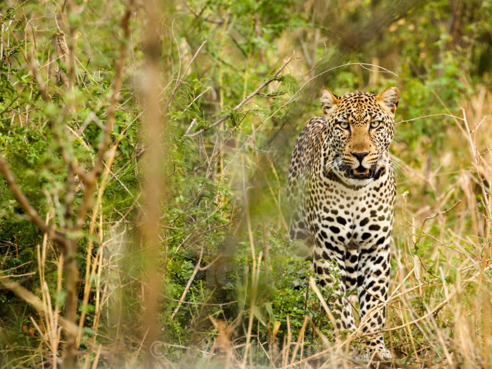 Short Uganda Wildlife Safaris