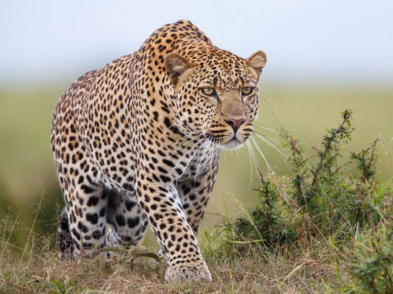 Uganda Discovery Tour