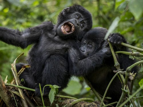 Gorilla Safari Uganda Tour