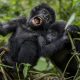 Gorilla Safari Uganda Tour