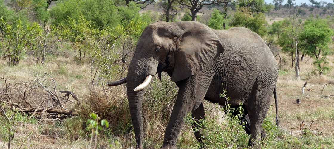 Uganda Wildlife Safari