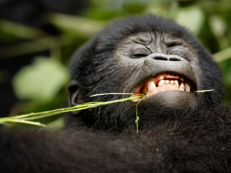 Best sector to trek mountain gorillas in Bwindi