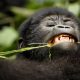 Best sector to trek mountain gorillas in Bwindi