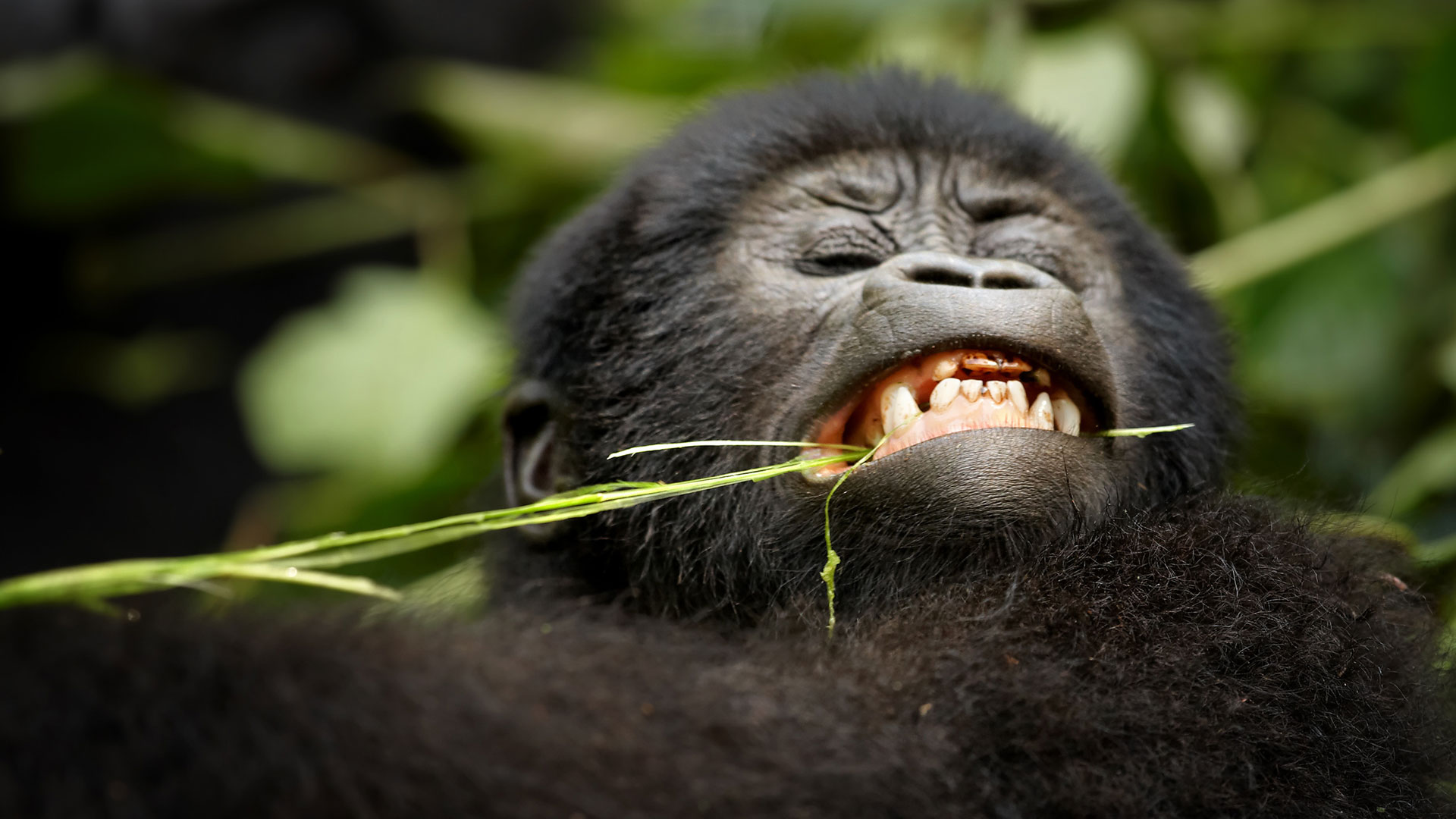 Best sector to trek mountain gorillas in Bwindi