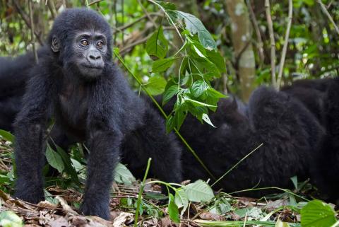 Luxury Gorilla Safaris