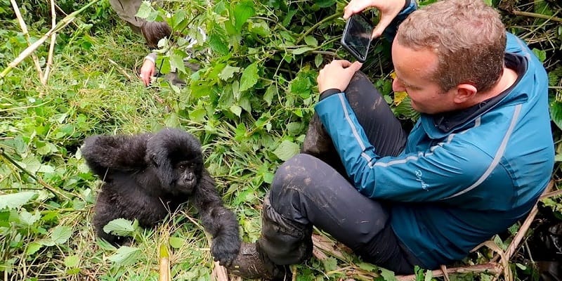 What are the Chances of seeing Mountain Gorillas during Trekking?