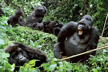 Gorillas at Bwindi 
