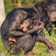 Booking chimpanzee tracking permits