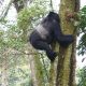 Which country has the highest Mountain Gorilla population?