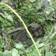 Gorilla Nest