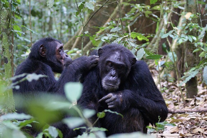 Chimpanzee Habituation experience