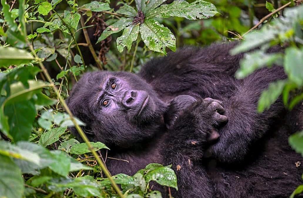 Luxury gorilla trekking safaris in Uganda